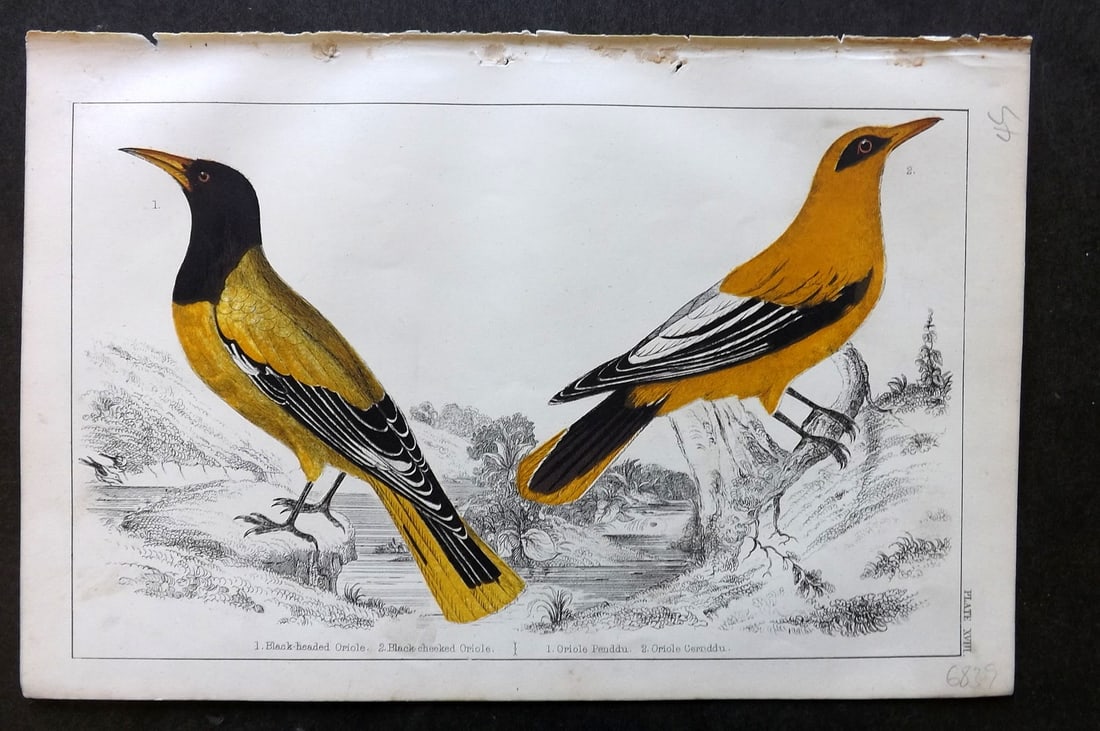 Goldsmith, Oliver C1850 Hand Col Bird Print. Black Cheeked & Black Headed Oriole: Hand Colored Etching/Engraving Published C1850 by A. Fullarton & Co., London for "A History of the Earth and Animated Nature" by Oliver Goldsmith. Paper Size: 10 x 6 inch (25 x 16cm) Good Condition