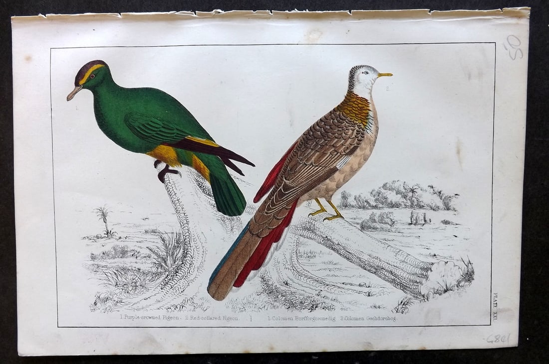 Goldsmith, Oliver C1850 Hand Col Bird Print. Purple Crowned & Red Collared Pigeon (1 of 1)