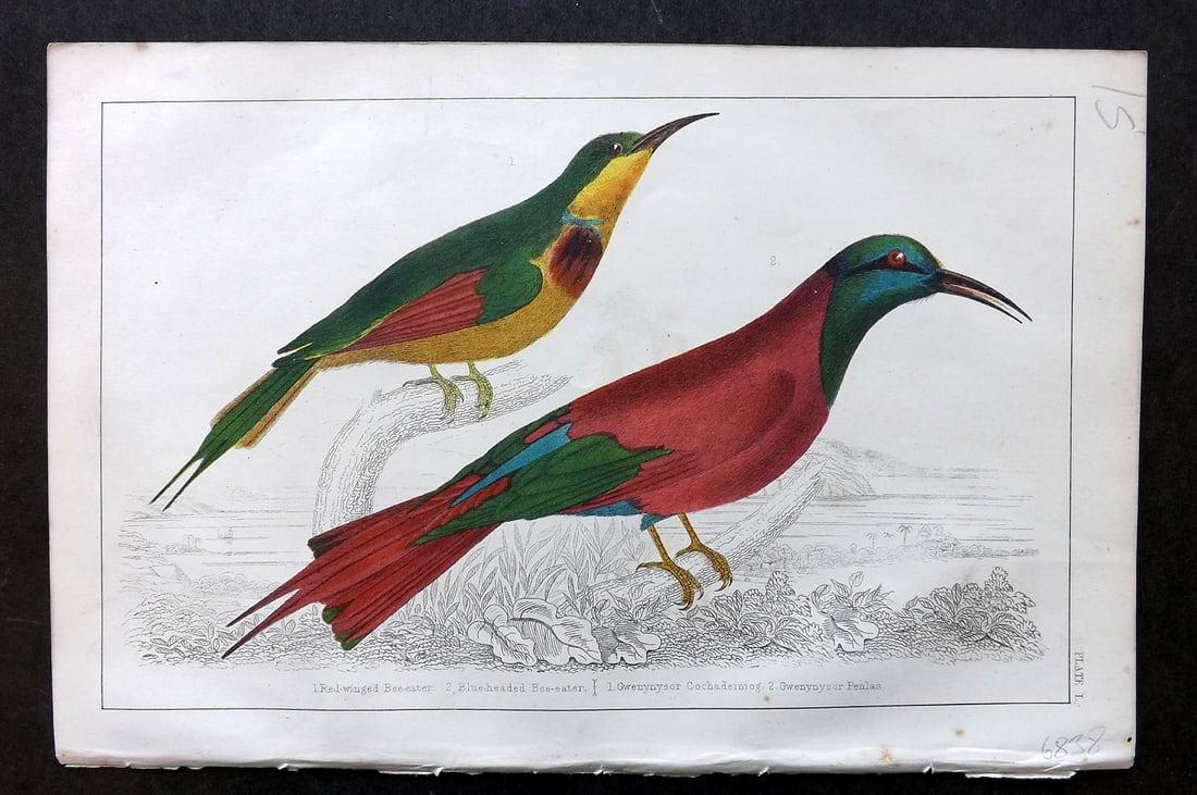 Goldsmith, Oliver C1850 Hand Col Bird Print. Red Winged & Blue Headed Bee Eater (1 of 1)