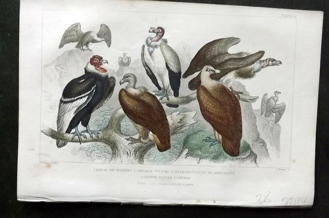 Goldsmith, Oliver 1866 Bird. King of the Vultures, Sociable Vulture, Griffon Vulture 51: Hand Colored Steel Engraving Published 1866 by Blackie & Son, London for "A History of the Earth and Animated Nature"by Oliver Goldsmith. Paper Size: 9.5 x 6 inch (24 x 16cm) Good Condition