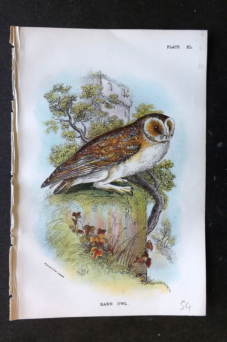 Lloyds's 1897 Antique Bird Print. Barn Owl (1 of 1)