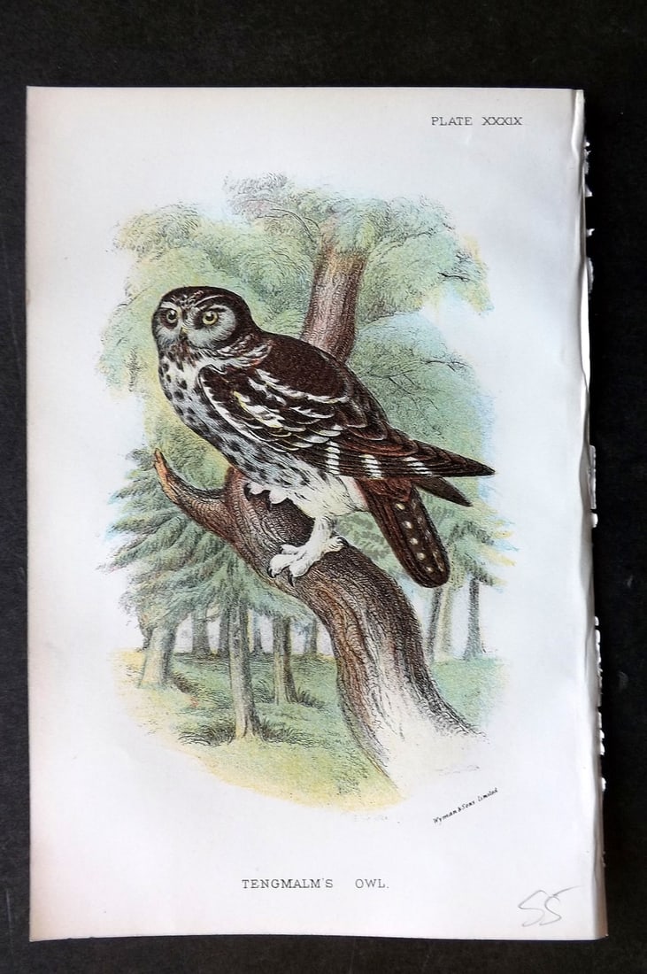 Lloyds's 1897 Antique Bird Print. Tengmalm's Owl (1 of 1)