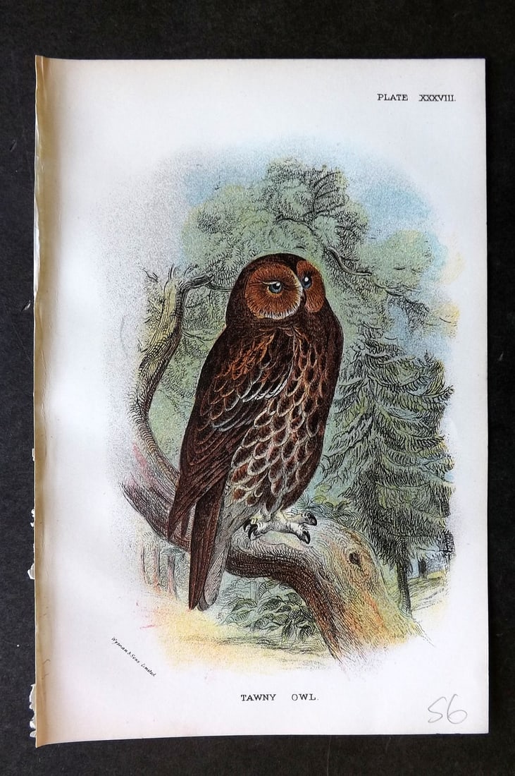 Lloyds's 1897 Antique Bird Print. Tawny Owl (1 of 1)