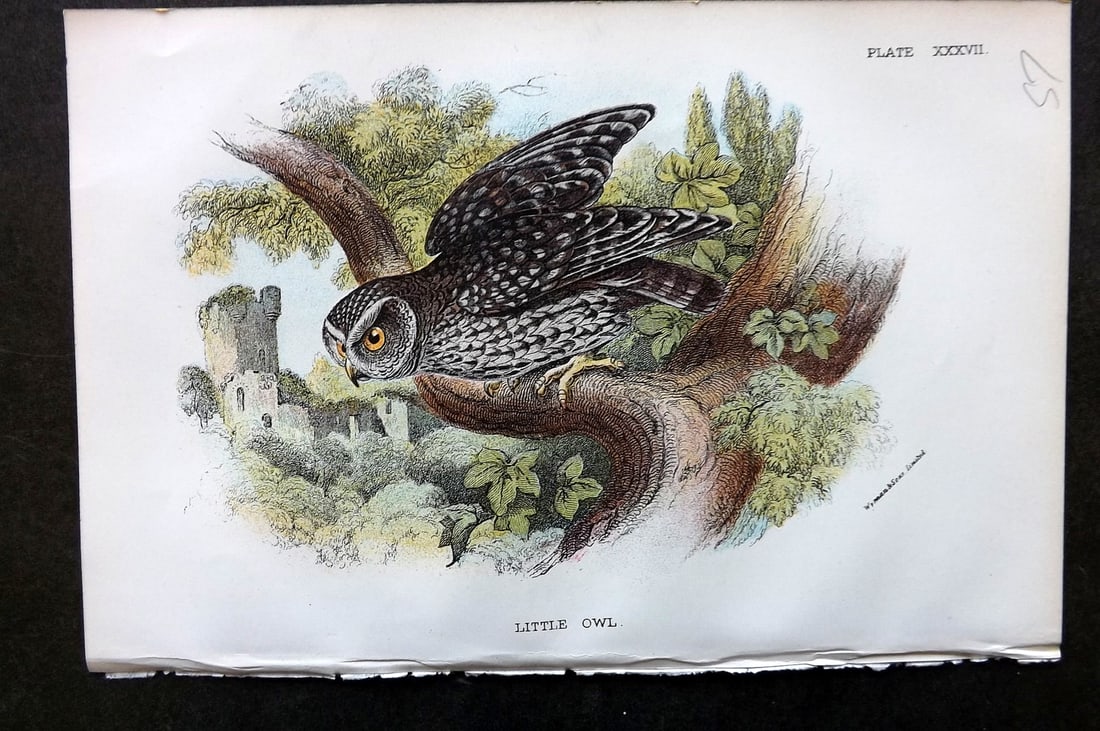Lloyds's 1897 Antique Bird Print. Little Owl (1 of 1)