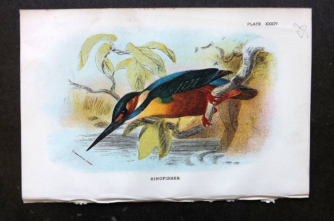 Lloyds's 1897 Antique Bird Print. Kingfisher (1 of 1)