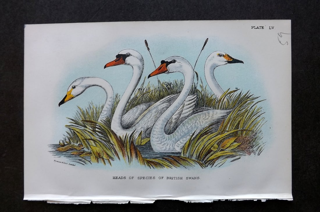 Lloyds's 1897 Antique Bird Print. Heads of Species of British Swans (1 of 1)