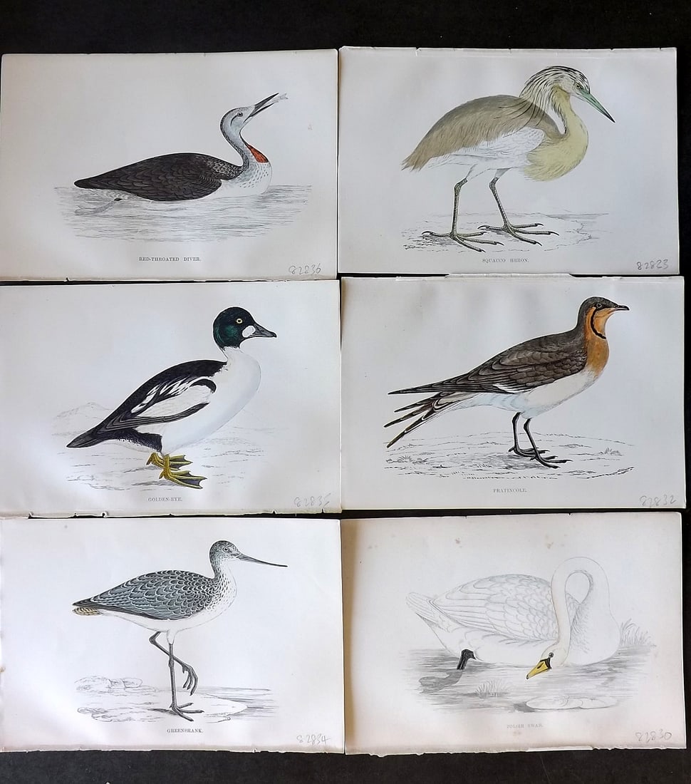 Morris, Francis 1867 Lot of 6 Hand Col Bird Prints: Woodblocks Published 1863-7, London for "A History of British Birds" by the Rev. Francis Orpen Morris. Printed in colours and finished by hand. Paper Size: 7.5 x 5 inch (19 x 13cm) Good Condition