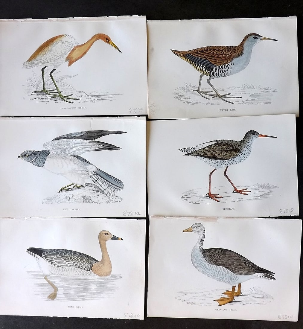Morris, Francis 1867 Lot of 6 Hand Col Bird Prints (1 of 1)