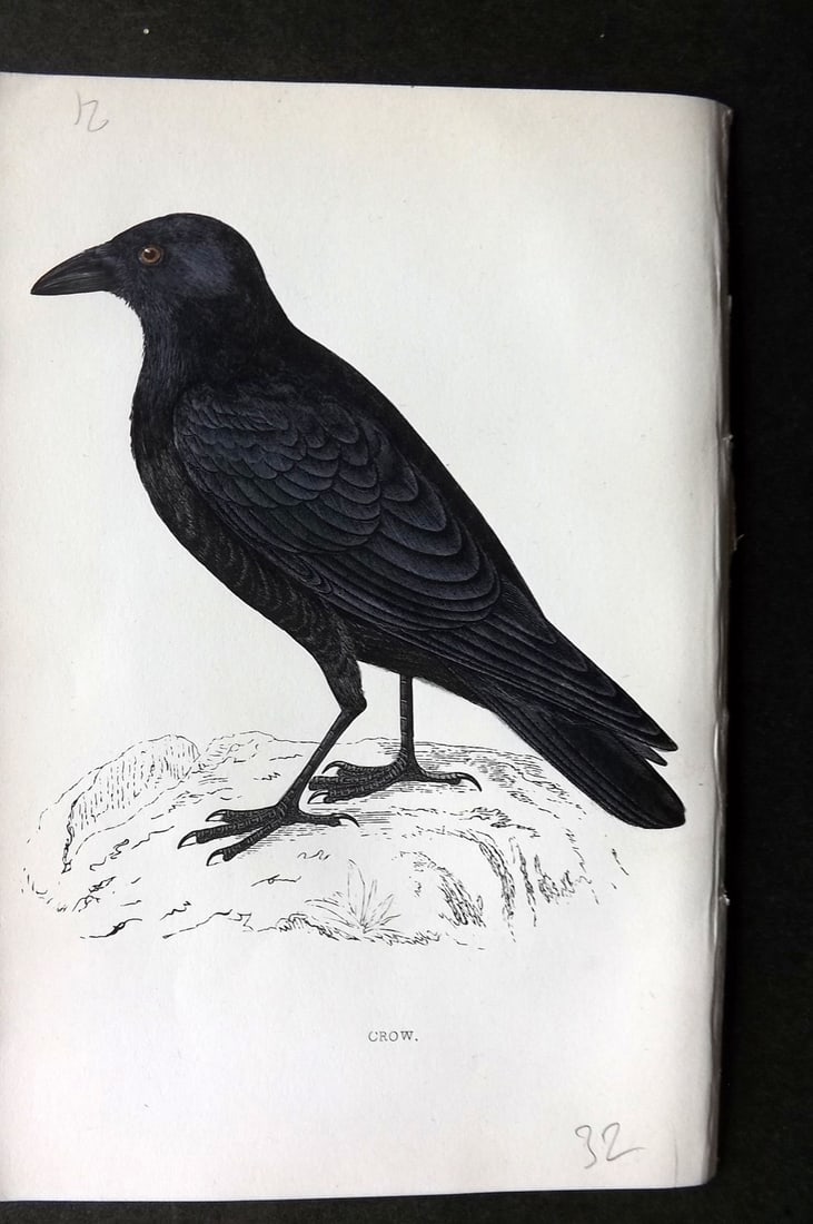 Morris, Francis 1867 Hand Col Bird Print. Crow (1 of 1)
