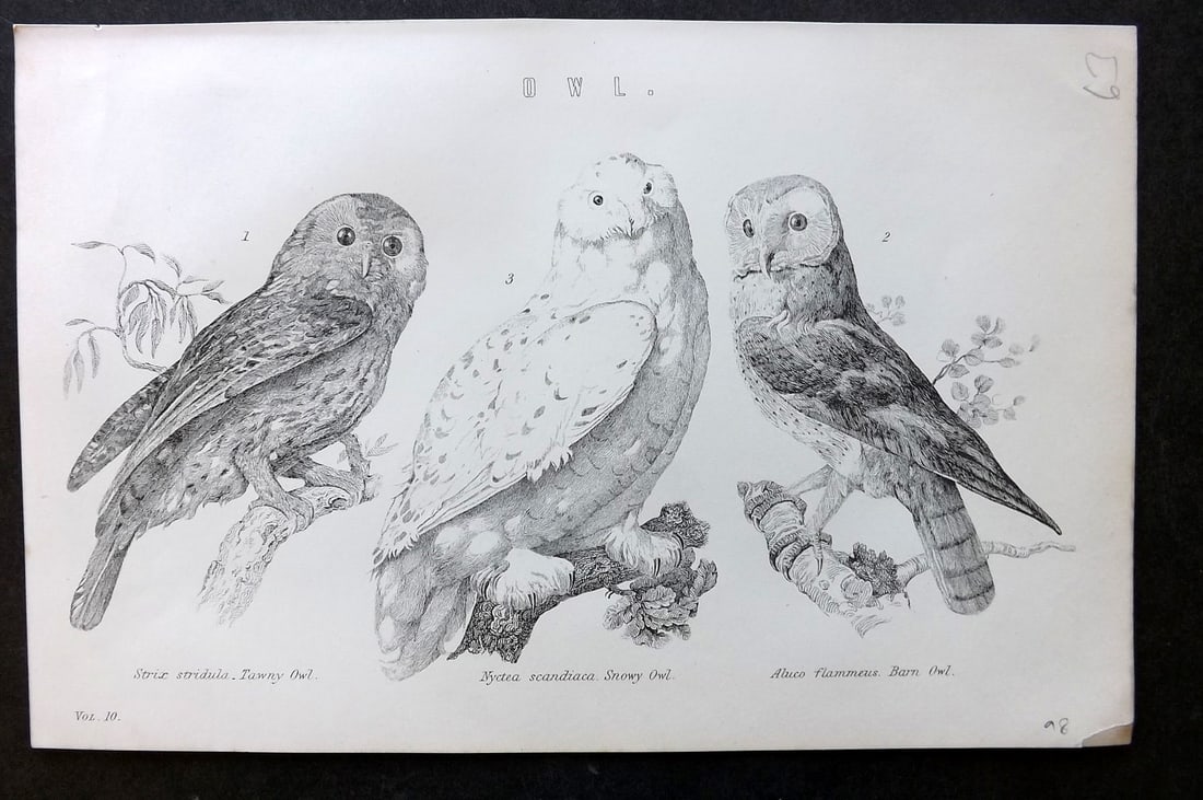 National Encyclopedia 1891 Antique Print. Owls: Lithograph/Woodblock Published 1891-1901 by William Mackenzie, London for "The National Encyclopedia: A dictionary of Universal Knowledge" Paper Size: 9.5 x 6 inch (24 x 15cm) Good Condition