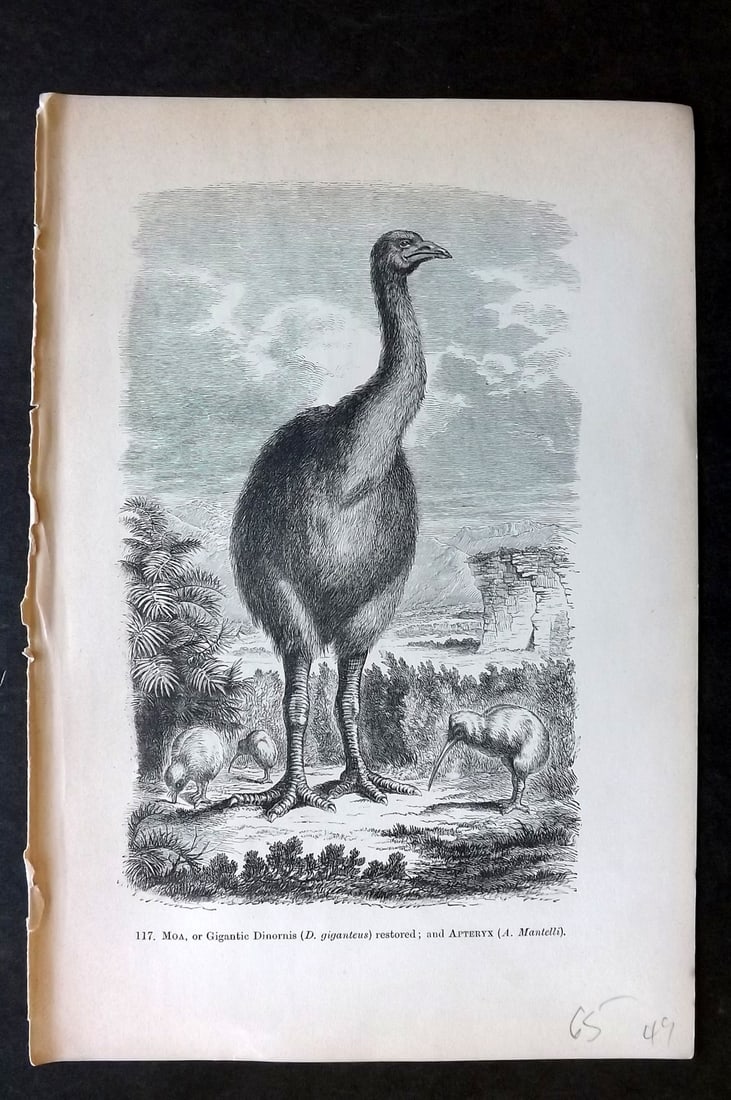 Pouchet, F. A. C1890 Antique Bird Print. Extinct Moa, New Zealand: Wood Engraving (Reverse side blank) Published C1890, London for "The Universe: Or, The Infinitely Great and The Infinitely Little" by F. A. Pouchet. Paper Size: 8.5 x 6 inch (22 x 15cm) Good Condition