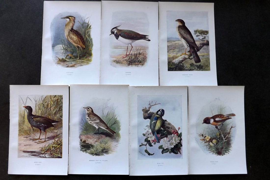 Swaysland, Walter 1901 Lot of 7 Antique Bird Prints (1 of 1)