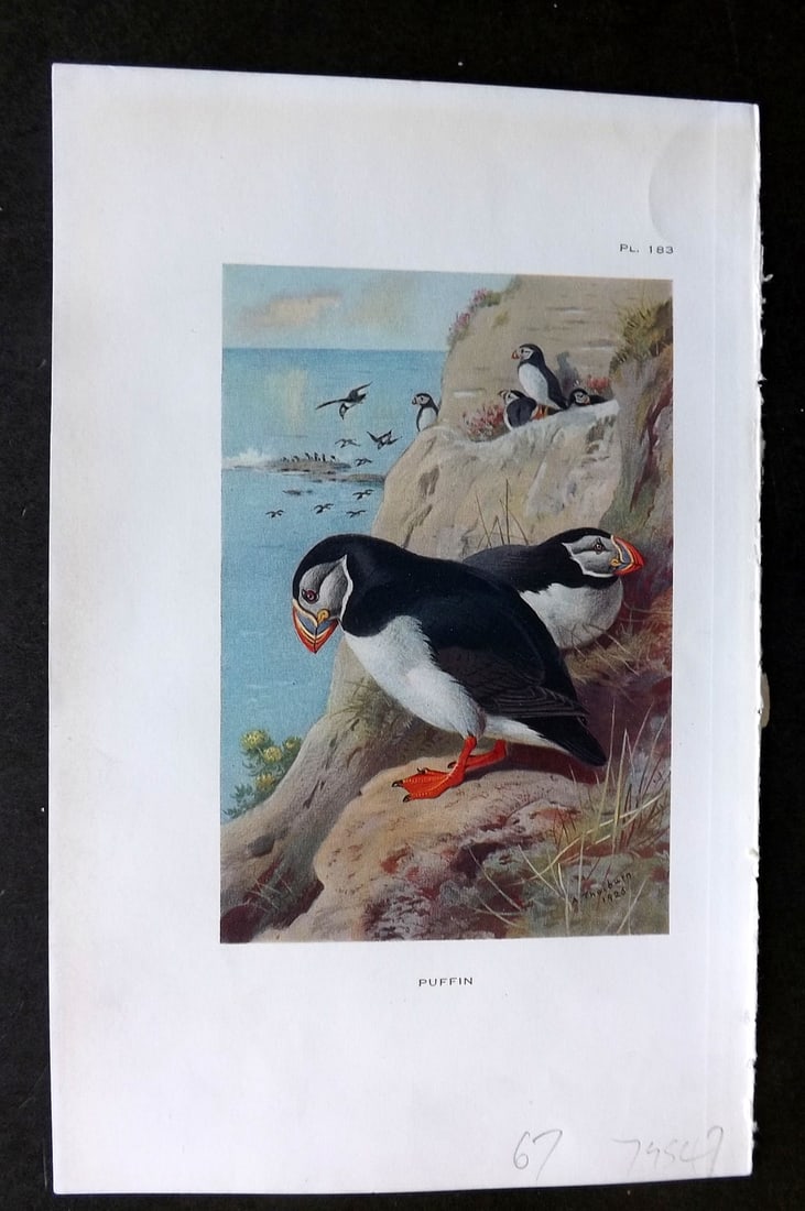 Thorburn, Archibald 1926 Vintage Bird Print. Puffin (1 of 1)