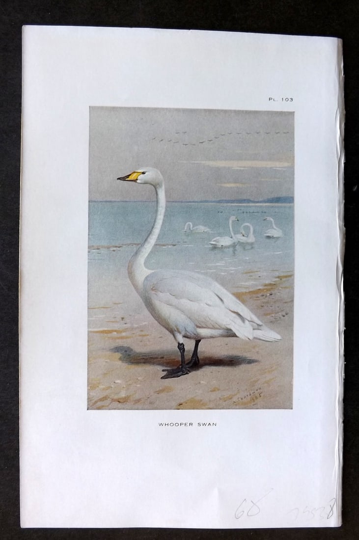 Thorburn, Archibald 1926 Vintage Bird Print. Whooper Swan (1 of 1)