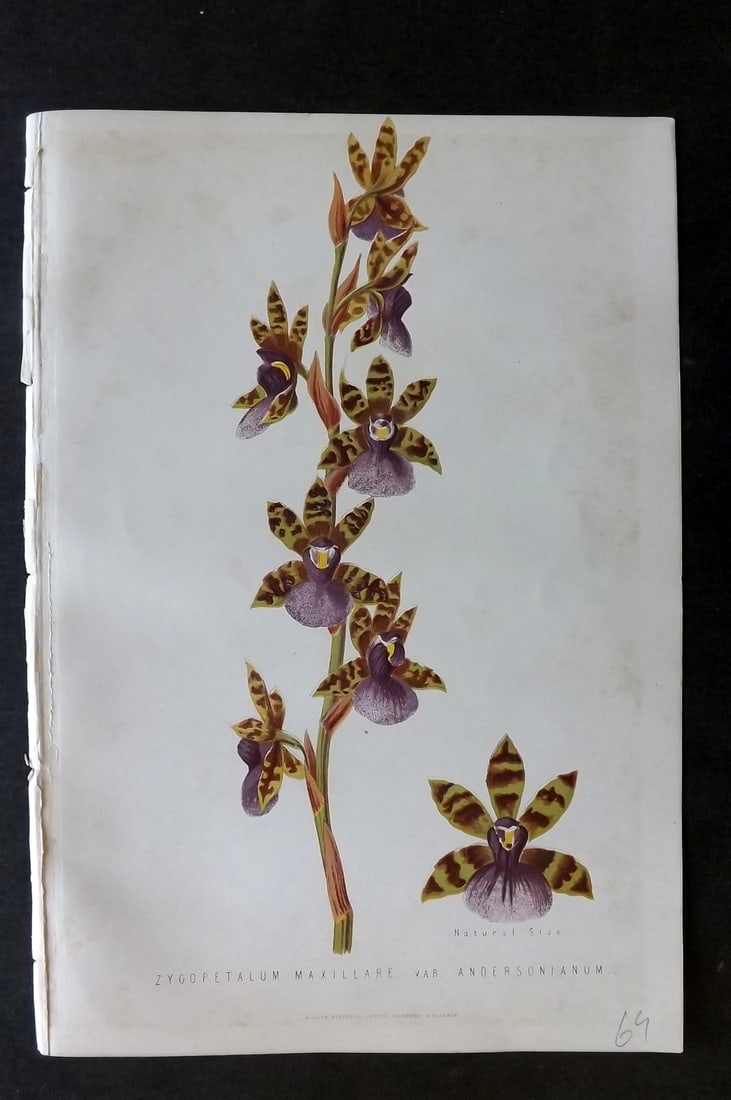 Anderson, James 1874 Botanical Print. Zygopetalum Maxillare Orchid (1 of 1)
