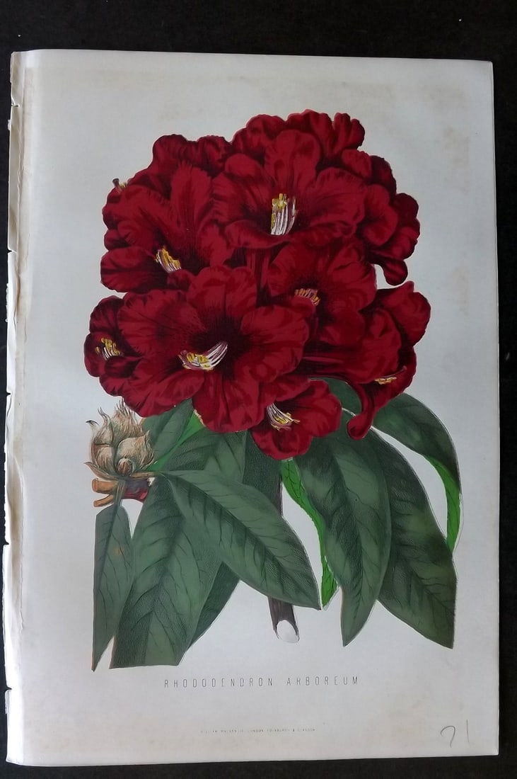 Anderson, James 1874 Botanical Print. Rhododendron Aboreum: Woodblock Published 1874, London for "The New Practical Gardener, and Modern Horticulturist" by James Anderson. Printed in colours and finished by hand. Paper Size: 9.5 x 6.5 inch (24 x 16.5cm) Very m