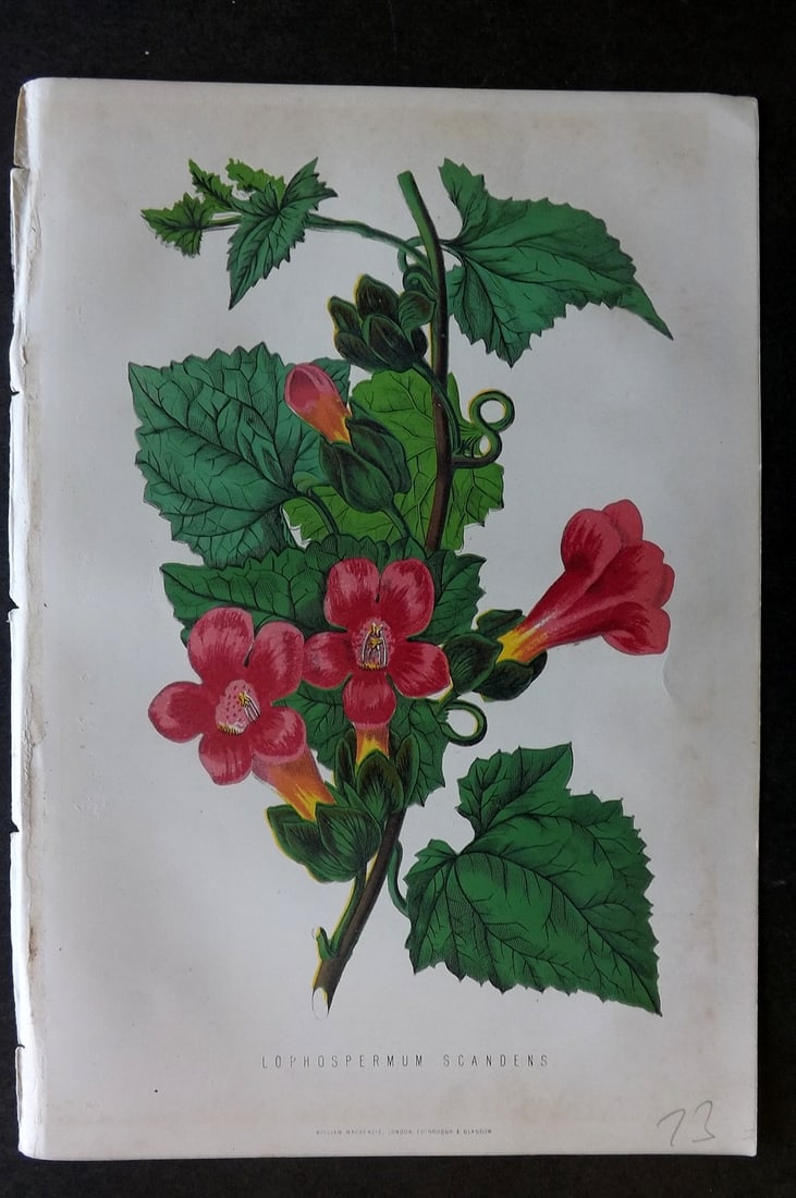 Anderson, James 1874 Botanical Print. Lophospermum Scandens (1 of 1)