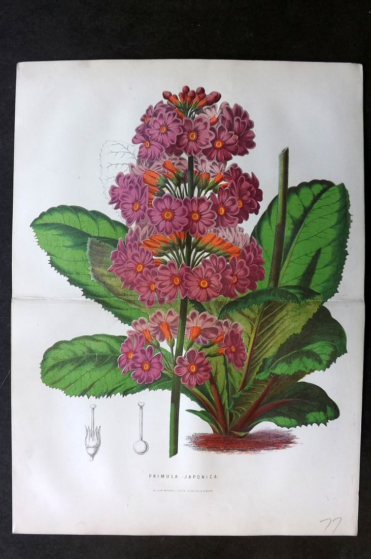 Anderson, James 1874 Double Botanical Print. Primula Japonica (1 of 1)