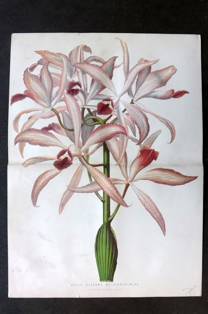 Anderson, James 1874 Double Botanical Print. Laelia Elegans Wolstenholmiae Lily: Woodblock Published 1874, London for "The New Practical Gardener, and Modern Horticulturist" by James Anderson. Printed in colours and finished by hand. Centre fold as issued. Paper Size: 12 x 9.5 inc