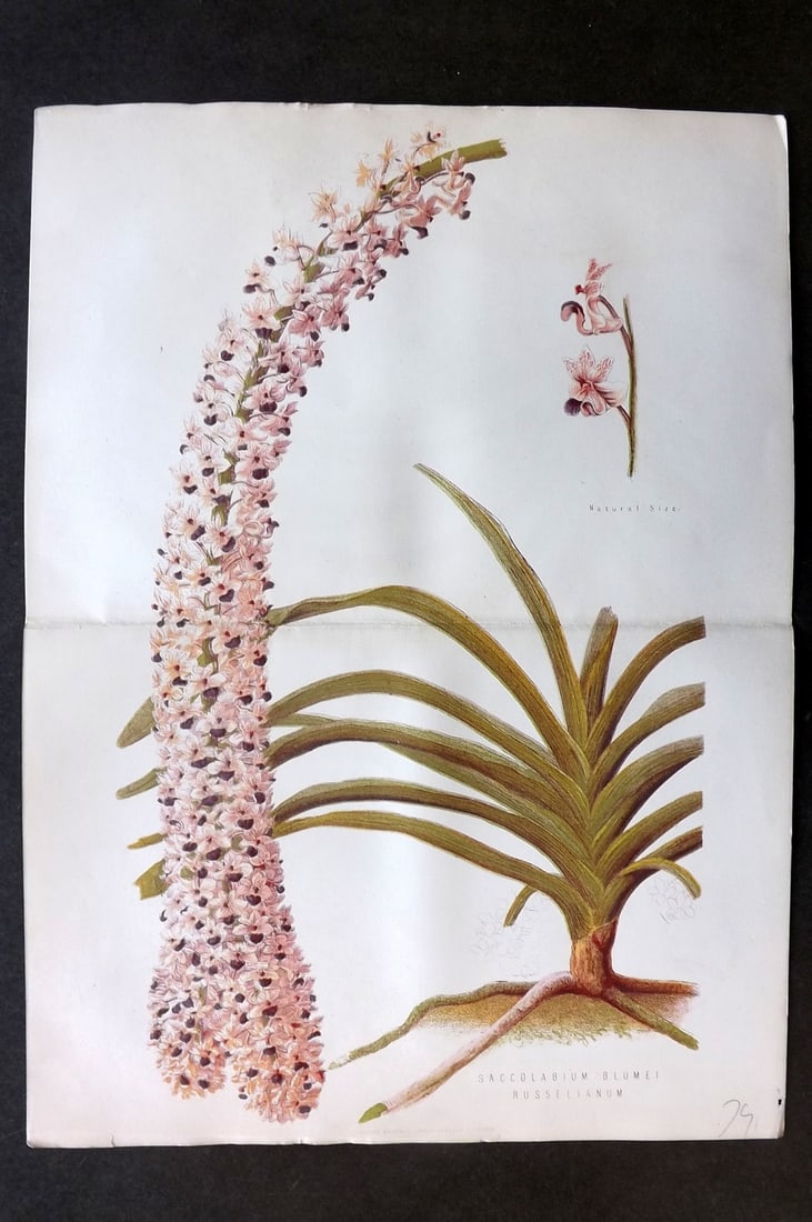 Anderson, James 1874 Double Botanical Print. Saccolabium Blumei Russelianum (1 of 1)