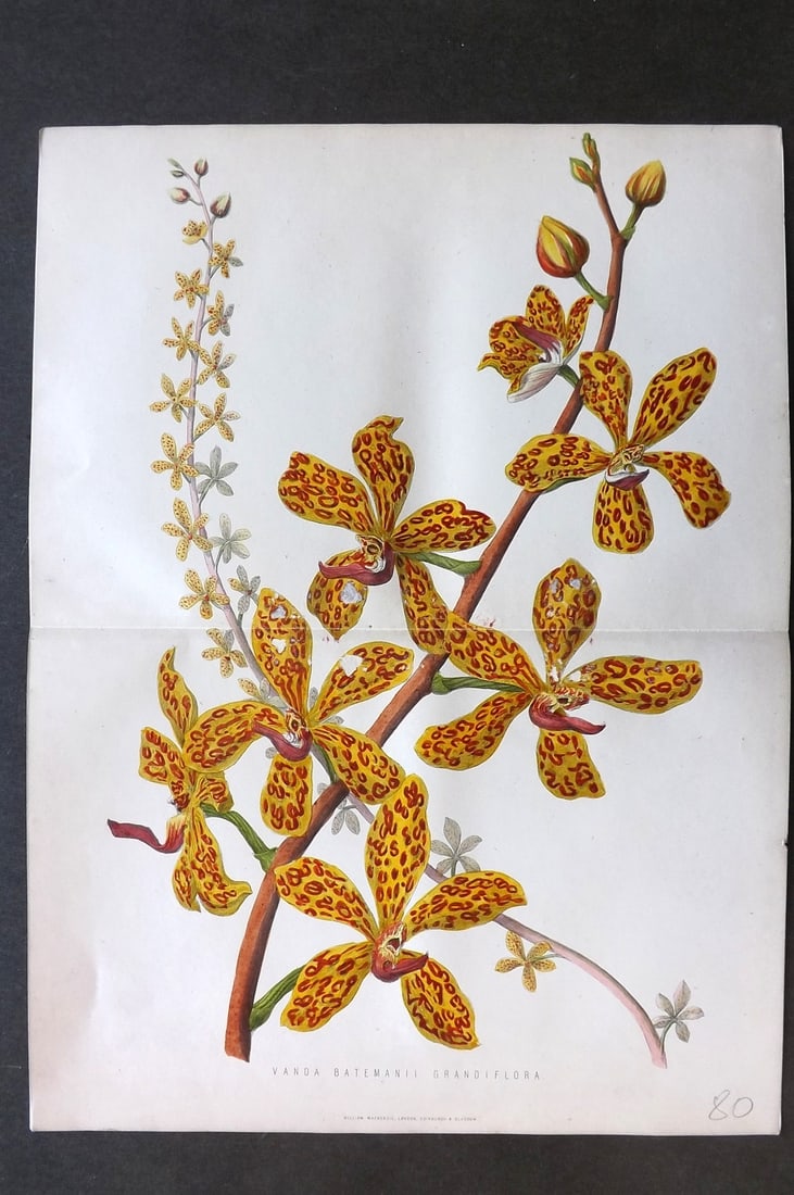 Anderson, James 1874 Double Botanical Print. Vanda Batemanii Grandiflora Orchid (1 of 1)