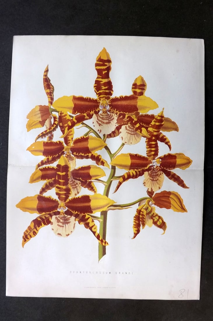 Anderson, James 1874 Double Botanical Print. Orchid Odontoglossum Grande: Woodblock Published 1874, London for "The New Practical Gardener, and Modern Horticulturist" by James Anderson. Printed in colours and finished by hand. Centre fold as issued. Paper Size: 12 x 9.5 inc
