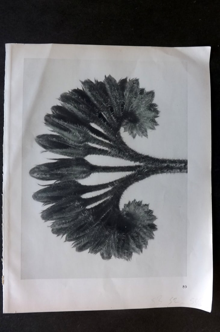 Baxter, William 1839 Hand Col Botanical Print. Hawk Weed Picris 274 (1 of 1)