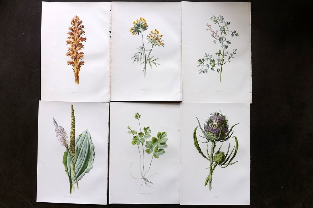 Hulme, Edward 1878 Lot of 6 Botanical Prints. 1st Ed. Wild Flowers (1 of 1)
