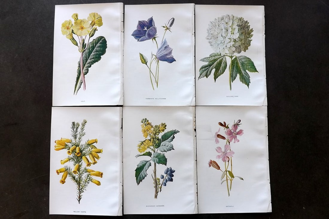 Hulme, Edward C1900 Lot of 6 Botanical Prints. Garden Flowers (1 of 1)