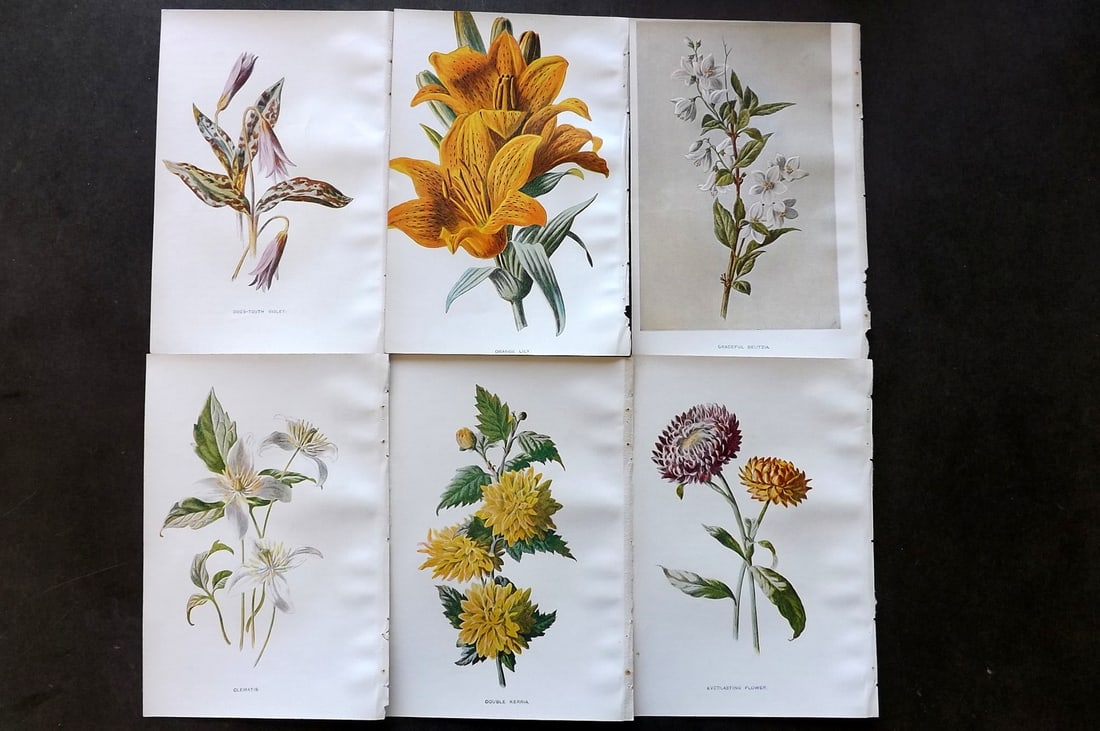 Hulme, Edward C1900 Lot of 6 Botanical Prints. Garden Flowers (1 of 1)