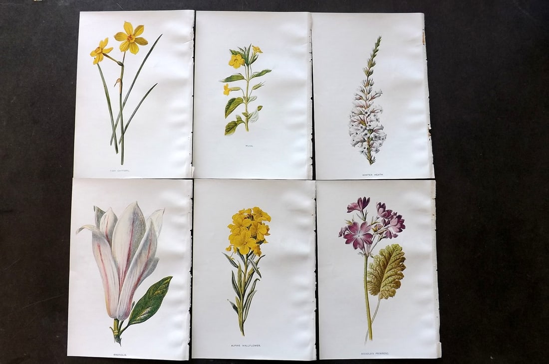 Hulme, Edward C1900 Lot of 6 Botanical Prints. Garden Flowers (1 of 1)