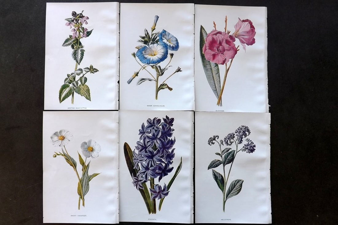 Hulme, Edward C1900 Lot of 6 Botanical Prints. Garden Flowers (1 of 1)