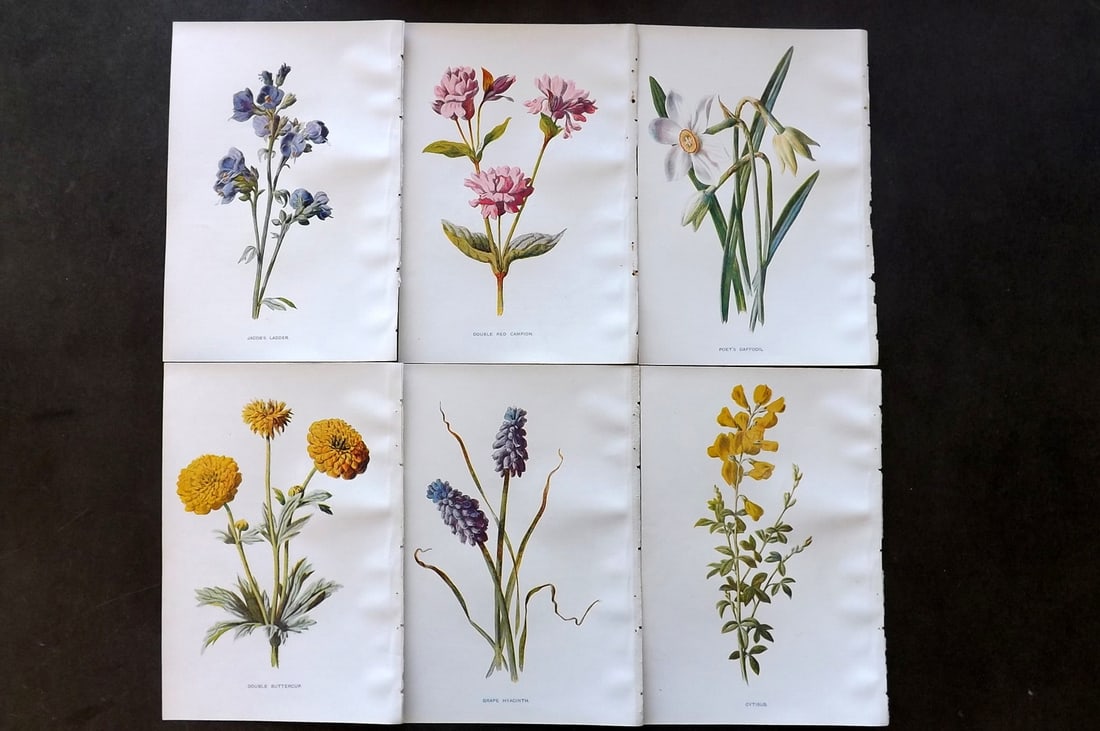 Hulme, Edward C1900 Lot of 6 Botanical Prints. Garden Flowers (1 of 1)