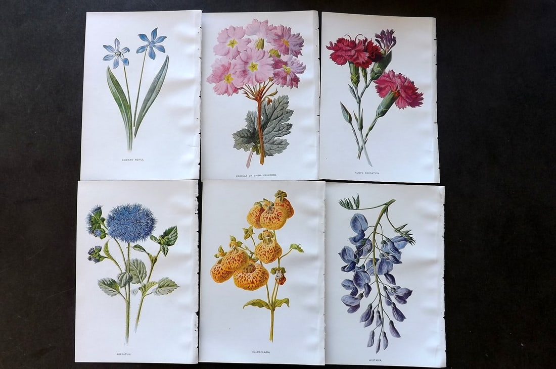 Hulme, Edward C1900 Lot of 6 Botanical Prints. Garden Flowers: Offset Lithographs Published C1900, London for "Familiar Garden Flowers" by F. Edward Hulme & Shirley Hibberd. Paper Size: 7.5 x 5 inch (19 x 13cm) Good Condition