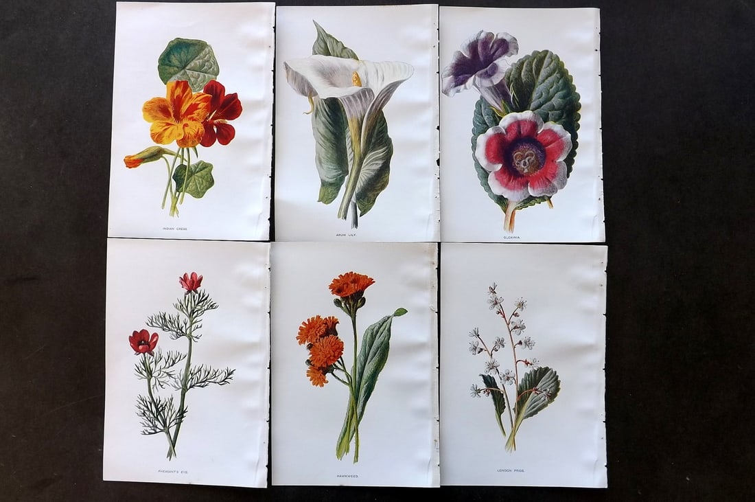Hulme, Edward C1900 Lot of 6 Botanical Prints. Garden Flowers (1 of 1)