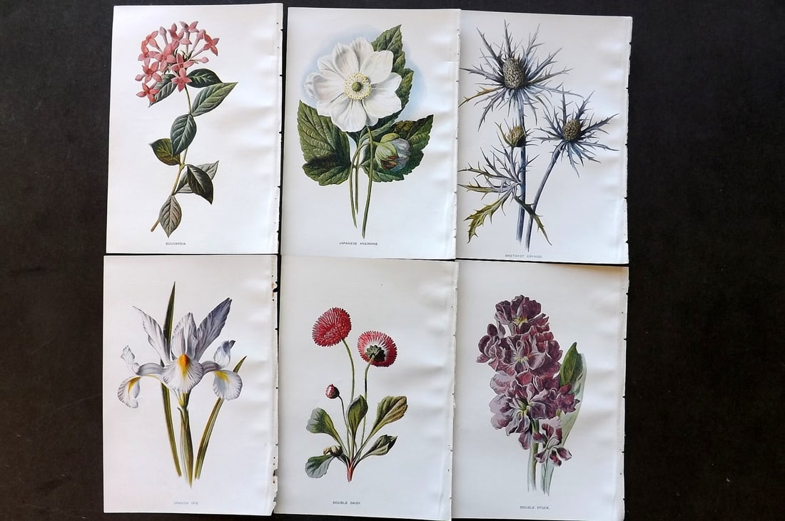 Hulme, Edward C1900 Lot of 6 Botanical Prints. Garden Flowers (1 of 1)