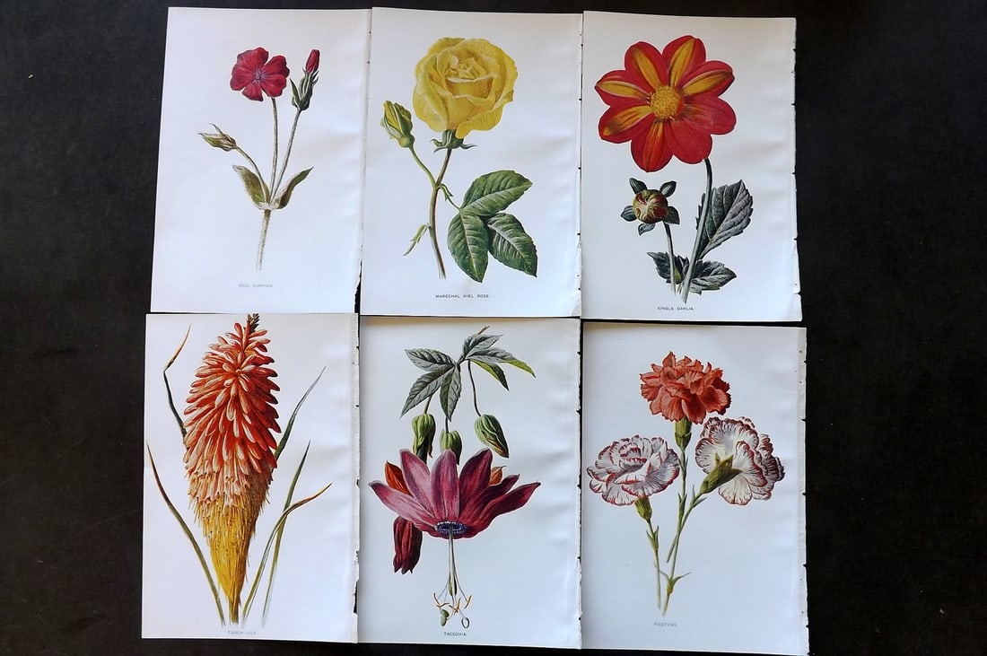 Hulme, Edward C1900 Lot of 6 Botanical Prints. Garden Flowers: Offset Lithographs Published C1900, London for "Familiar Garden Flowers" by F. Edward Hulme & Shirley Hibberd. Paper Size: 7.5 x 5 inch (19 x 13cm) Good Condition