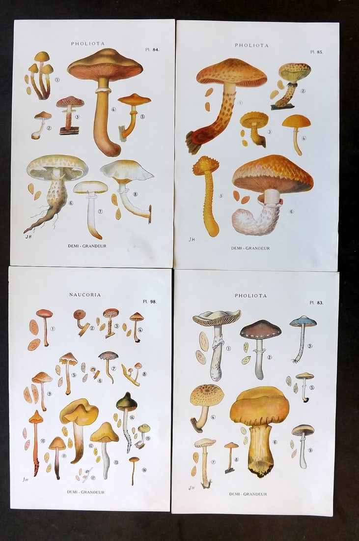 Juillard-Hartmann, Georges 1919 Lot of 4 Mushroom Fungi Prints (1 of 1)