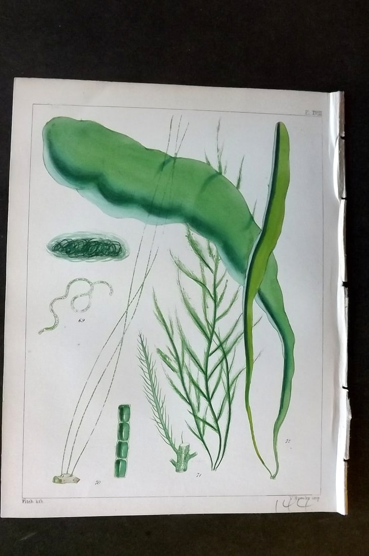 Landsborough, David 1851 Hand Col Seaweed Print. Conferva, Enteromorpha 18: Hand Coloured Lithograph Published 1851, London for "A Popular History of British Sea-Weeds?" by the Rev. David Landsborough. Paper Size: 6 x 5 inch (16 x 13cm) Good Condition