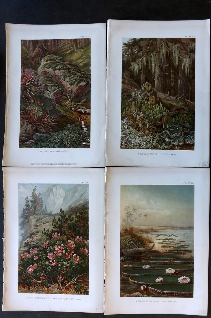 Marilaun, Anton Kerner von C1895 Lot of 4 Botanical Prints (1 of 1)