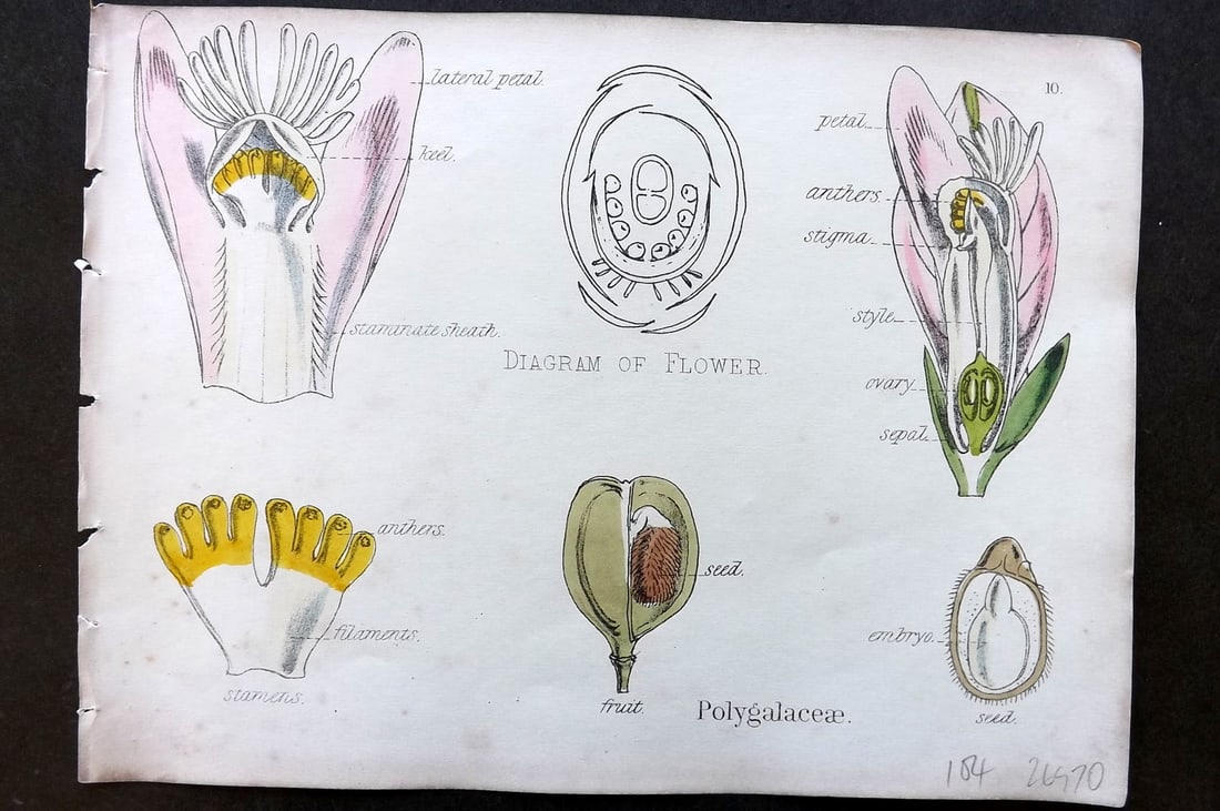 Oliver & Fitch 1874 Hand Col Botanical Print Polygalaceae 10: Hand Colored Lithograph Published 1874, London for "Illustrations of the Principal Natural Orders of The Vegetable Kingdom" First and best Edition by Professor Oliver. Illustrated by Walter Hood Fitch