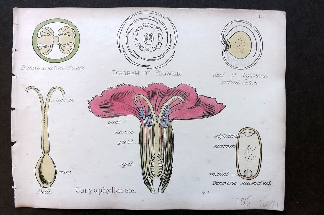 Oliver & Fitch 1874 Hand Col Botanical Print Caryophyllaceae 11 (1 of 1)