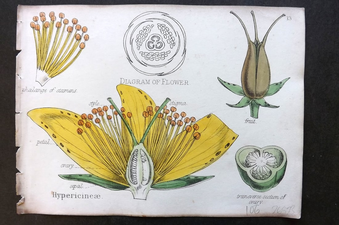 Oliver & Fitch 1874 Hand Col Botanical Print Hypericineae 13: Hand Colored Lithograph Published 1874, London for "Illustrations of the Principal Natural Orders of The Vegetable Kingdom" First and best Edition by Professor Oliver. Illustrated by Walter Hood Fitch