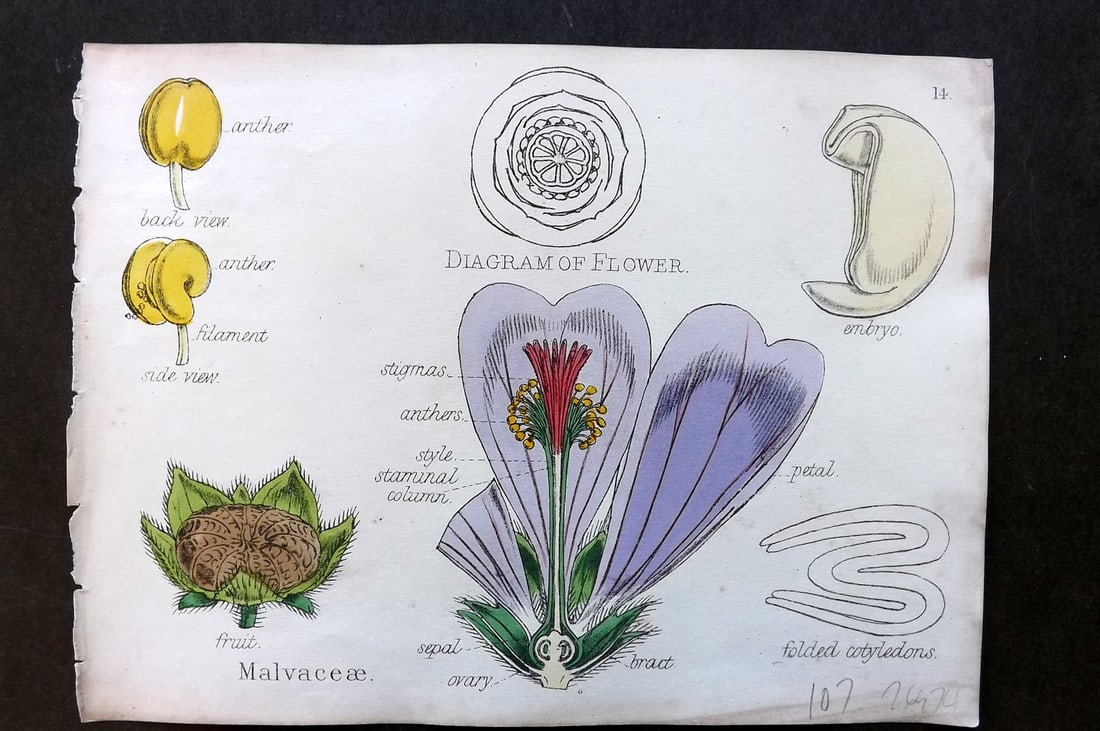 Oliver & Fitch 1874 Hand Col Botanical Print Malvaceae 14: Hand Colored Lithograph Published 1874, London for "Illustrations of the Principal Natural Orders of The Vegetable Kingdom" First and best Edition by Professor Oliver. Illustrated by Walter Hood Fitch
