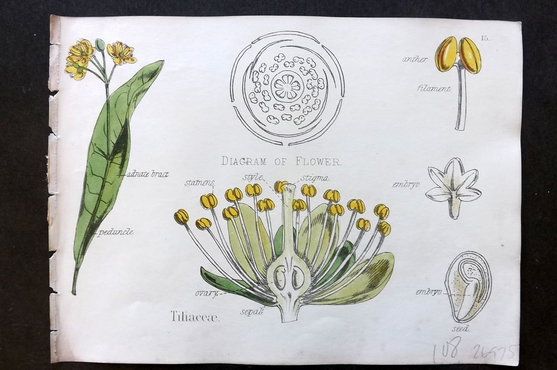 Oliver & Fitch 1874 Hand Col Botanical Print Tiliaceae 15: Hand Colored Lithograph Published 1874, London for "Illustrations of the Principal Natural Orders of The Vegetable Kingdom" First and best Edition by Professor Oliver. Illustrated by Walter Hood Fitch