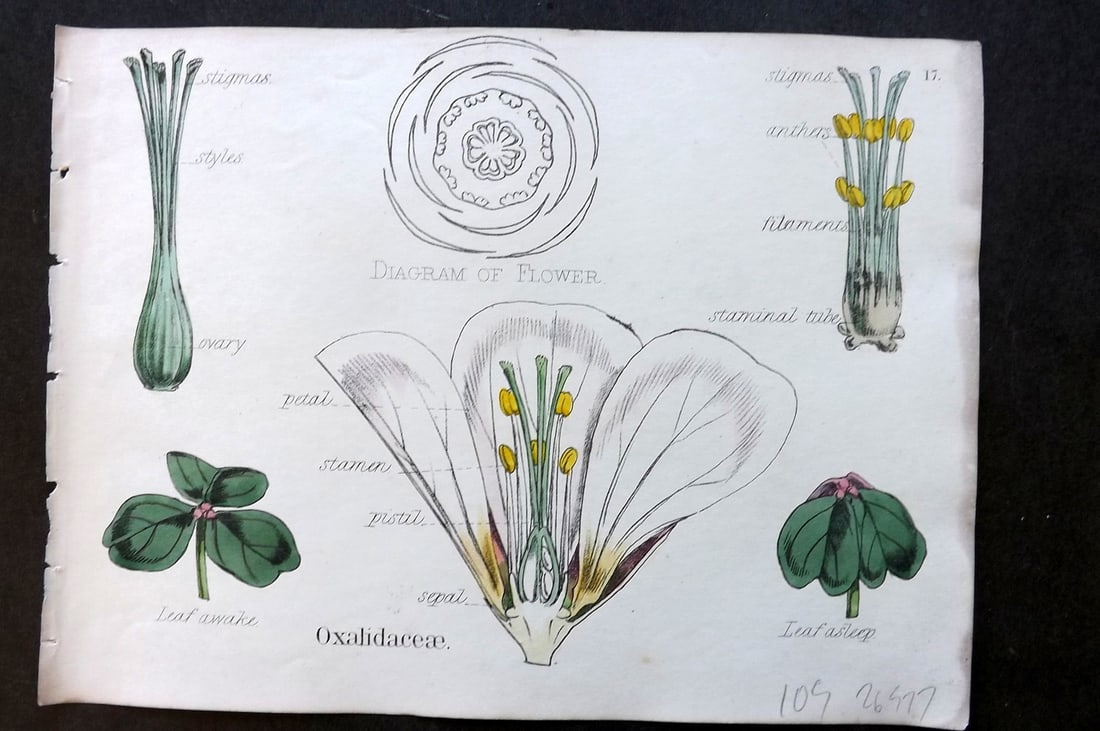 Oliver & Fitch 1874 Hand Col Botanical Print Oxalidaceae 17 (1 of 1)