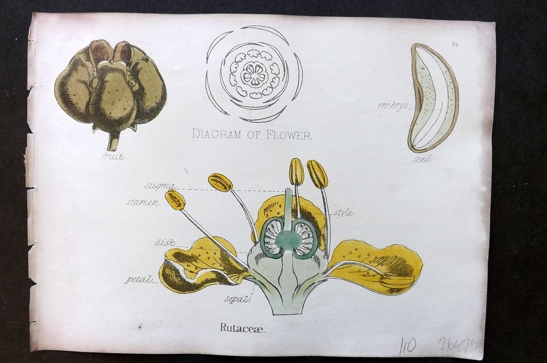 Oliver & Fitch 1874 Hand Col Botanical Print Rutaceae 19: Hand Colored Lithograph Published 1874, London for "Illustrations of the Principal Natural Orders of The Vegetable Kingdom" First and best Edition by Professor Oliver. Illustrated by Walter Hood Fitch