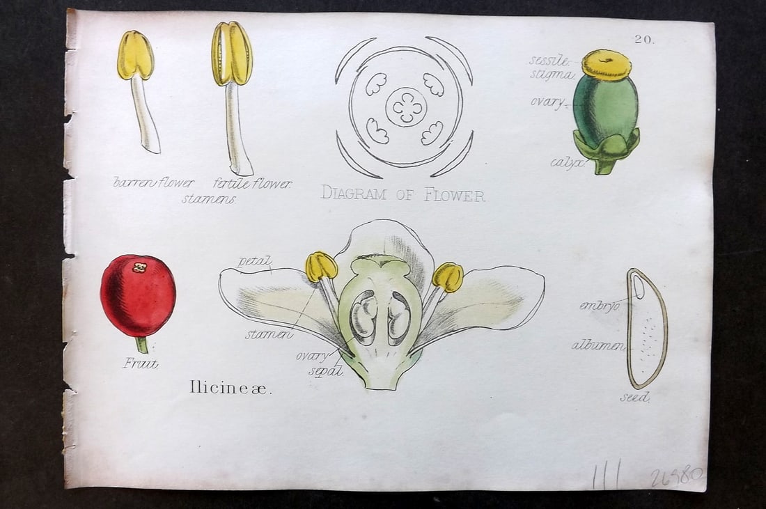 Oliver & Fitch 1874 Hand Col Botanical Print Ilicineae 20 (1 of 1)