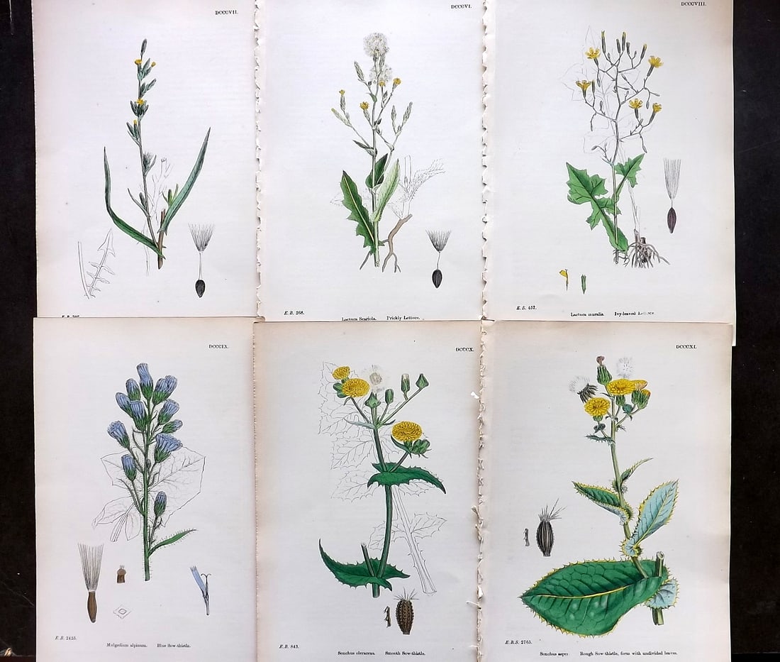 Sowerby, James C1870 Lot of 6 Hand Col Botanical Prints: Hand Colored Lithographs Published 1863-86, London for "English Botany" by John & James Sowerby. Paper Size: 10 x 6 inch (25 x 16cm) Good Condition