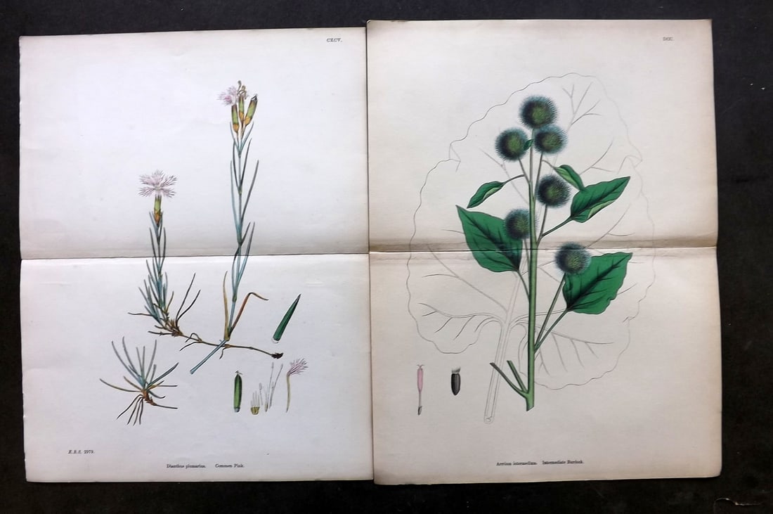 Sowerby, James C1870 Pair of Double Botanical Prints: Hand Colored Lithographs Published 1863-86, London for "English Botany" by John & James Sowerby. Centre fold as published. Paper Size: 13 x 9.5 inch (33 x 24cm) Good Condition